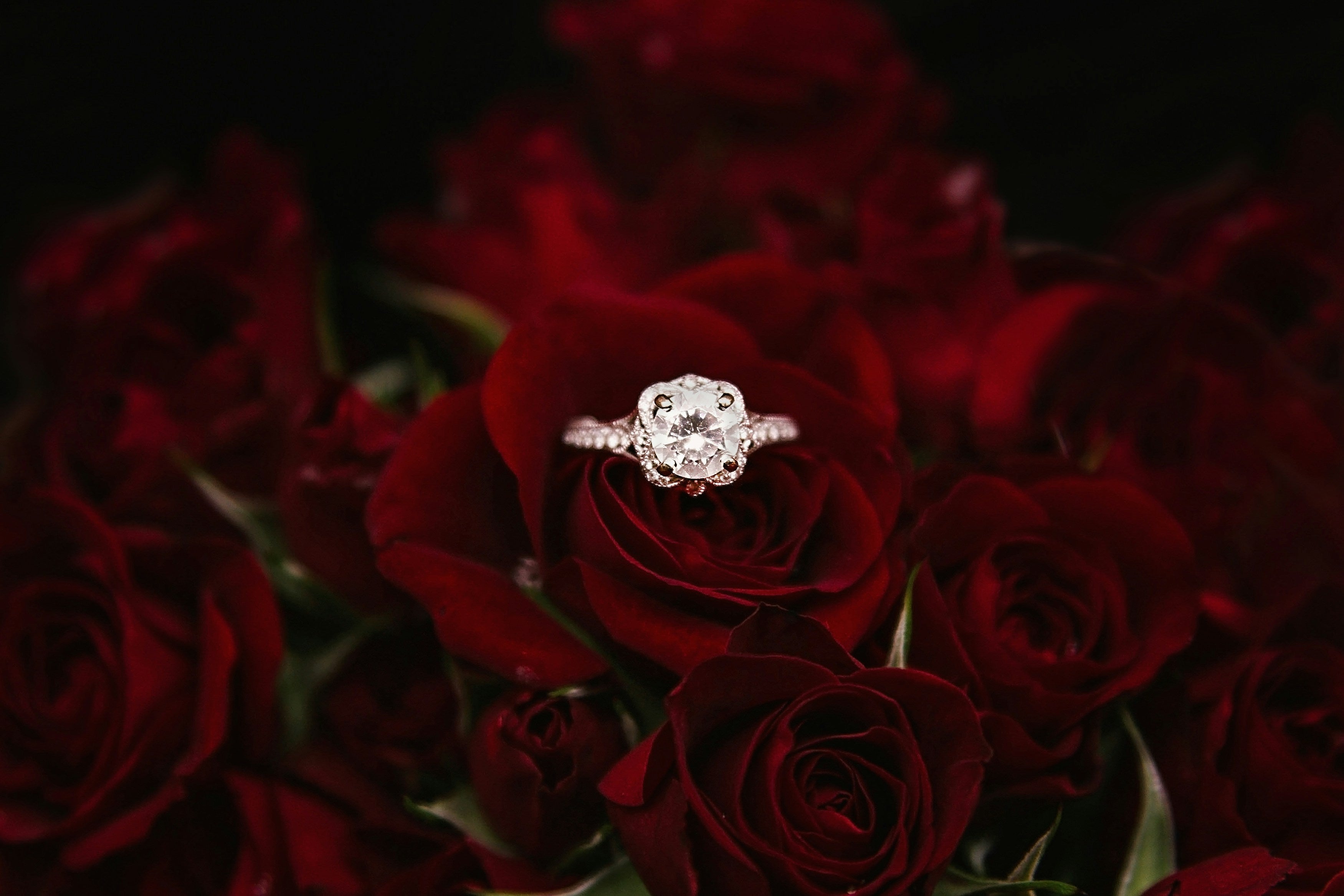 IGI certified lab grown diamond halo engagement ring in red roses, Draco Diamond Canada